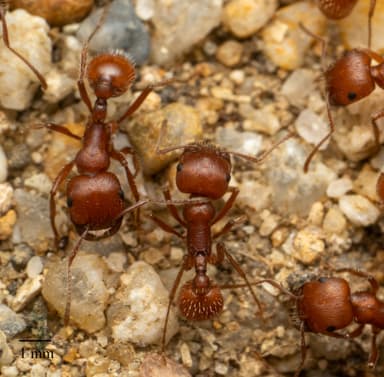 Pogonomyrmex subnitidus photo 23