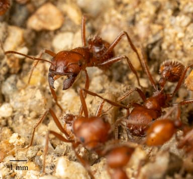 Pogonomyrmex subnitidus photo 25