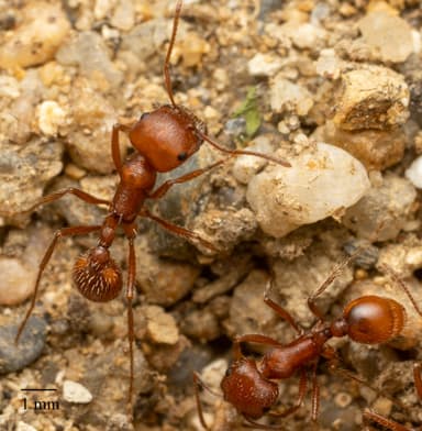 Pogonomyrmex subnitidus photo 26