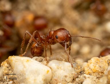 Pogonomyrmex subnitidus photo 27