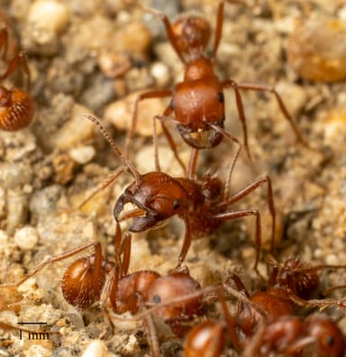 Pogonomyrmex subnitidus photo 28