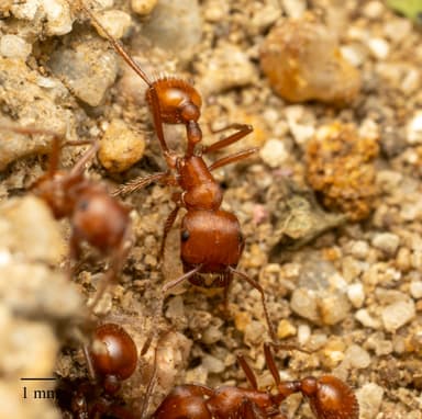 Pogonomyrmex subnitidus photo 29