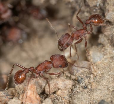 Pogonomyrmex subnitidus photo 30