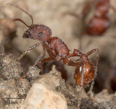 Pogonomyrmex subnitidus photo 31