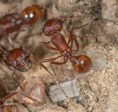 Pogonomyrmex subnitidus photo 35