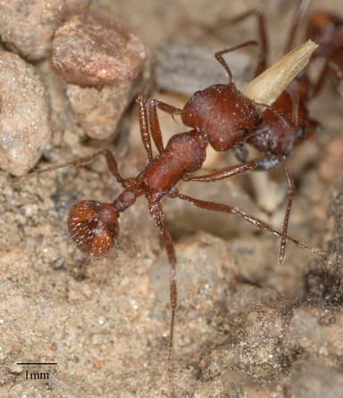 Pogonomyrmex subnitidus photo 38
