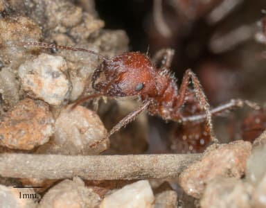 Pogonomyrmex subnitidus photo 43