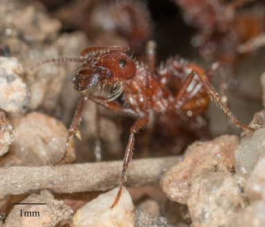 Pogonomyrmex subnitidus photo 47