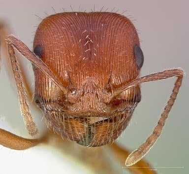Pogonomyrmex subnitidus — queen photo 1