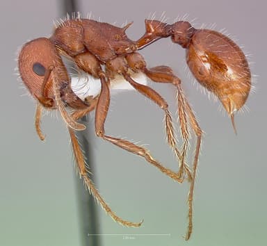 Pogonomyrmex subnitidus — queen photo 2