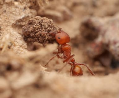 Pogonomyrmex tenuispinus photo 5