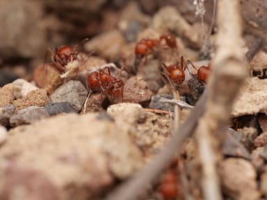 Pogonomyrmex tenuispinus photo 7