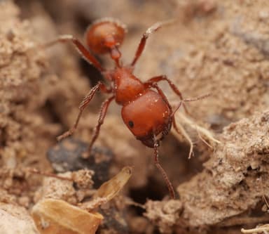 Pogonomyrmex tenuispinus photo 8