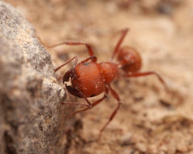 Pogonomyrmex tenuispinus photo 9