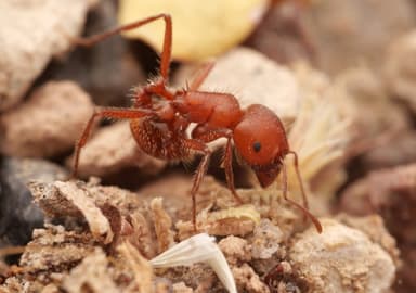 Pogonomyrmex tenuispinus photo 10