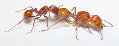 Pogonomyrmex tenuispinus photo 11