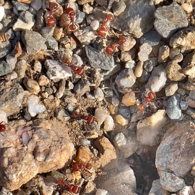 Pogonomyrmex tenuispinus photo 12
