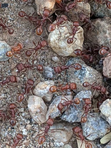 Pogonomyrmex tenuispinus photo 13