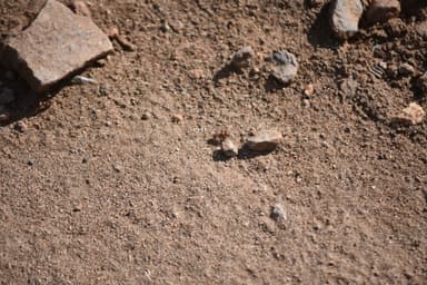 Pogonomyrmex tenuispinus photo 14