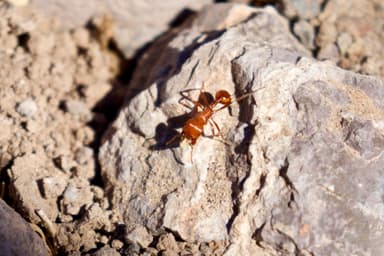 Pogonomyrmex tenuispinus photo 15