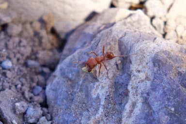 Pogonomyrmex tenuispinus photo 16