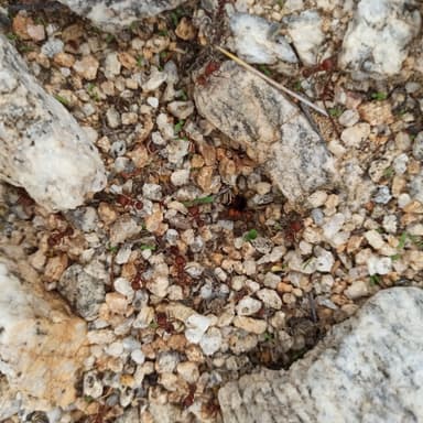 Pogonomyrmex tenuispinus photo 17