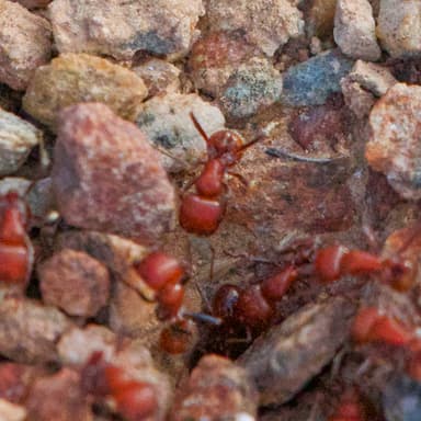 Pogonomyrmex tenuispinus photo 18