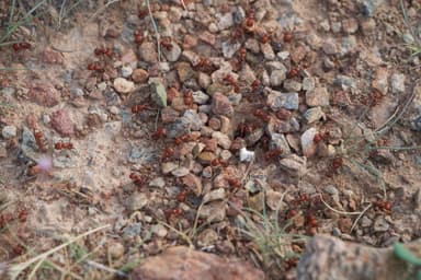 Pogonomyrmex tenuispinus photo 19
