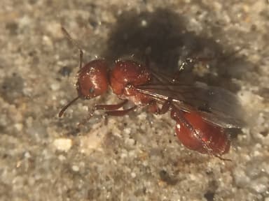 Pogonomyrmex tenuispinus photo 20