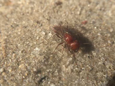 Pogonomyrmex tenuispinus photo 21