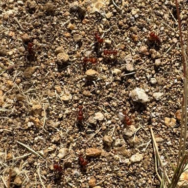 Pogonomyrmex tenuispinus photo 22