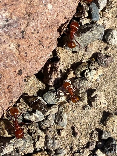 Pogonomyrmex tenuispinus photo 23