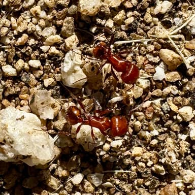 Pogonomyrmex tenuispinus photo 26