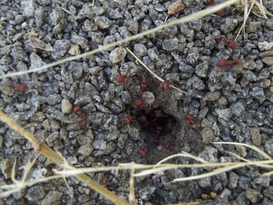 Pogonomyrmex tenuispinus photo 27