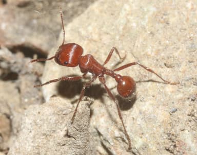 Pogonomyrmex tenuispinus photo 28