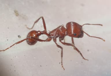 Pogonomyrmex tenuispinus photo 29