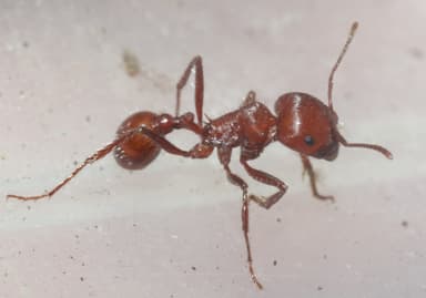 Pogonomyrmex tenuispinus photo 30