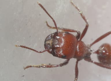 Pogonomyrmex tenuispinus photo 31
