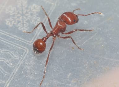 Pogonomyrmex tenuispinus photo 32