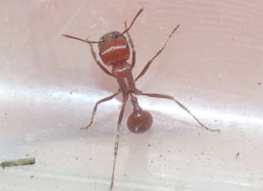 Pogonomyrmex tenuispinus photo 34