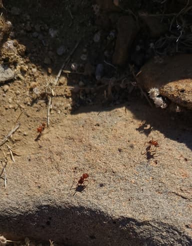 Pogonomyrmex tenuispinus photo 36