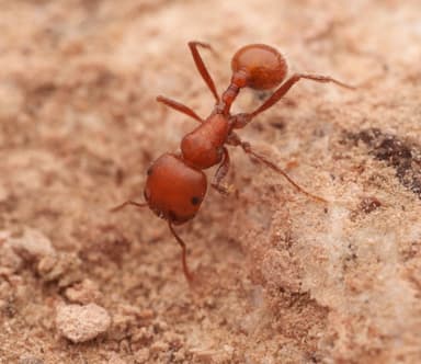 Pogonomyrmex tenuispinus photo 37