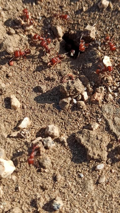 Pogonomyrmex tenuispinus photo 38