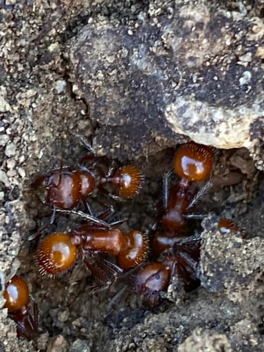 Pogonomyrmex tenuispinus photo 39