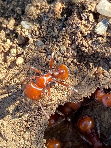 Pogonomyrmex tenuispinus photo 41