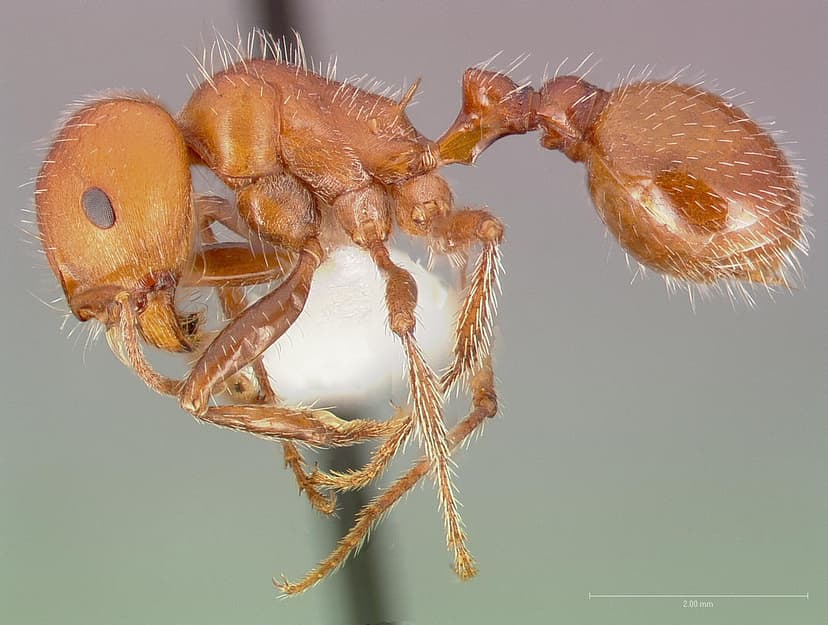 Pogonomyrmex tenuispinus photo 1