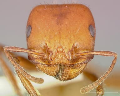 Pogonomyrmex tenuispinus — queen photo 2