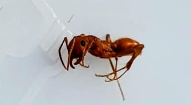 Polyergus breviceps — colony photo 21