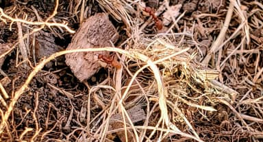 Polyergus breviceps — colony photo 22
