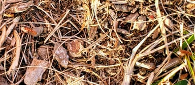 Polyergus breviceps — colony photo 23